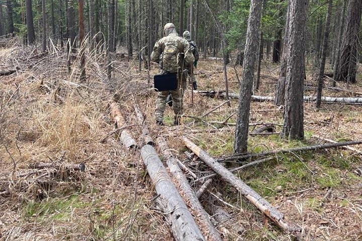 В Хакасии завершено расследование дела лесной мафии